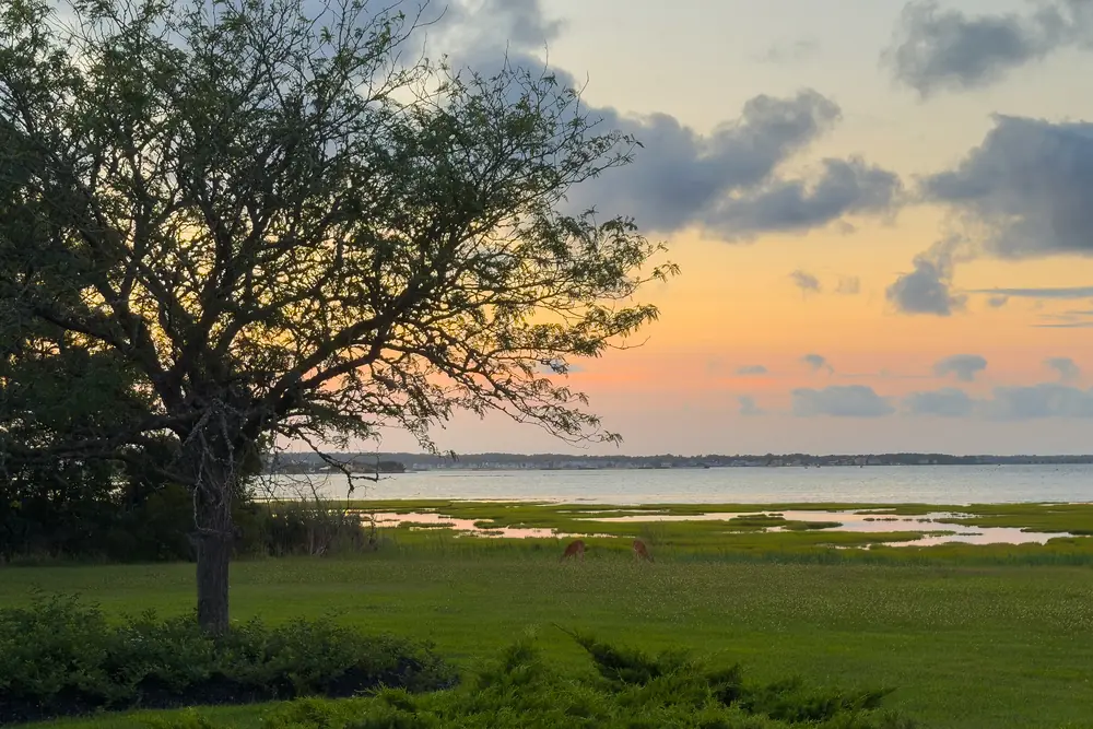 Two deer grazing on the lawn at sunset, under a large tree, with the bay beyond